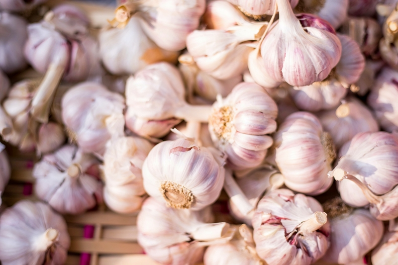 knoblauch selber ziehen zuhause anleitung und profi tipps