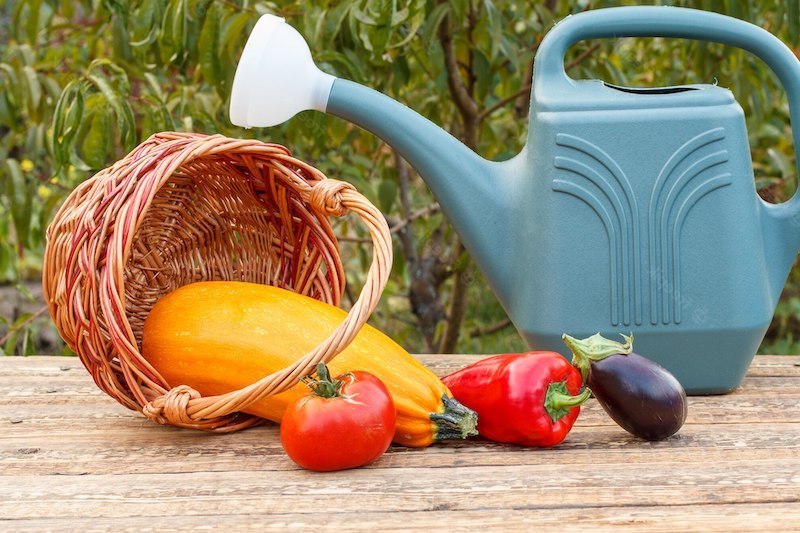koennen zucchini regen vertragen zucchini giessen haltbarkeit korb mit gemuesen gelbe zuchhini blaue giesskanne