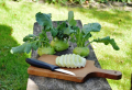Kohlrabi Rezepte: Das ideale Gemüse für Ihre leckeren Sommer-Gerichte