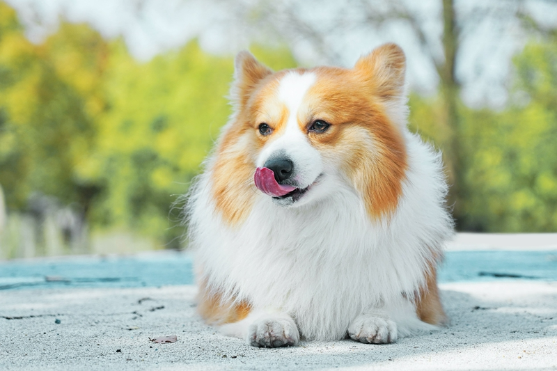 korgi hund bei hitze schuetzen sommerhitze tier