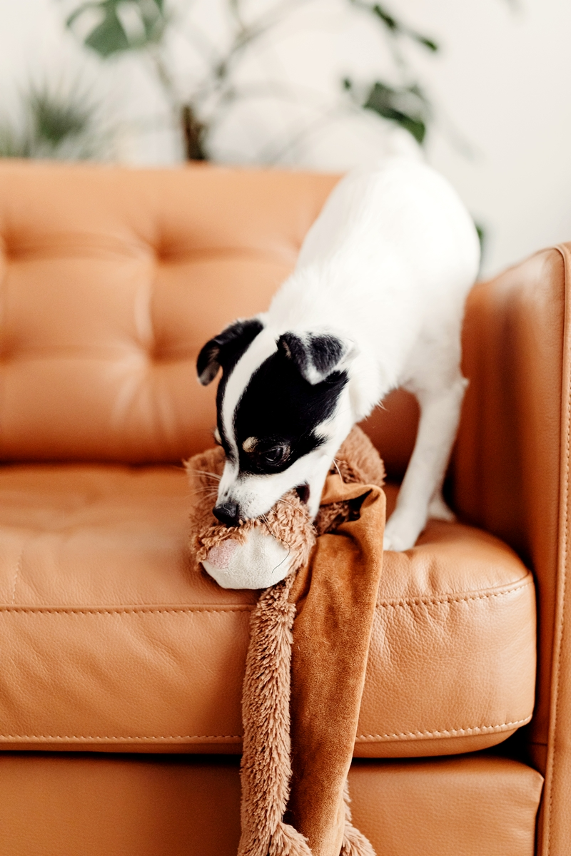 leder reinigen desinfizieren haustiere fernhalten hund