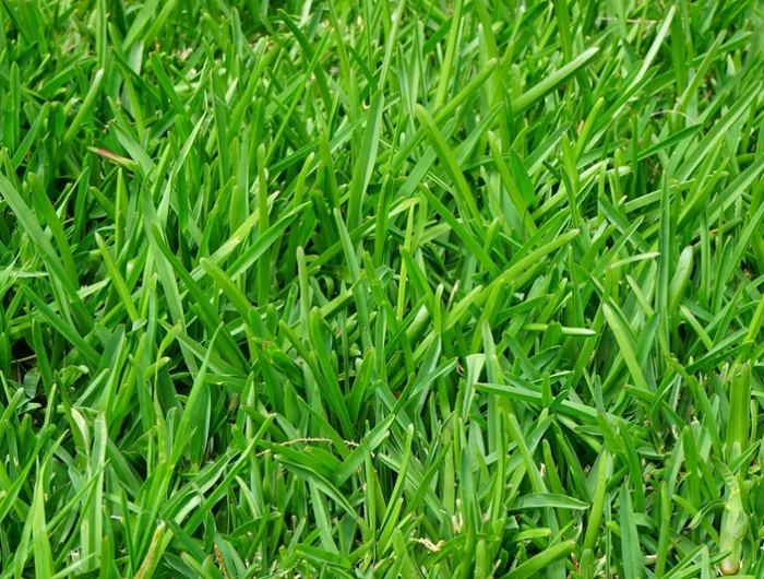 mulchen mit rasenschnitt gruener rasen grass