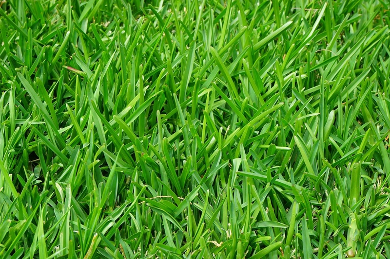 mulchen mit rasenschnitt gruener rasen grass