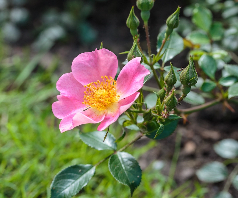 rose topolina rosen als bodendecker