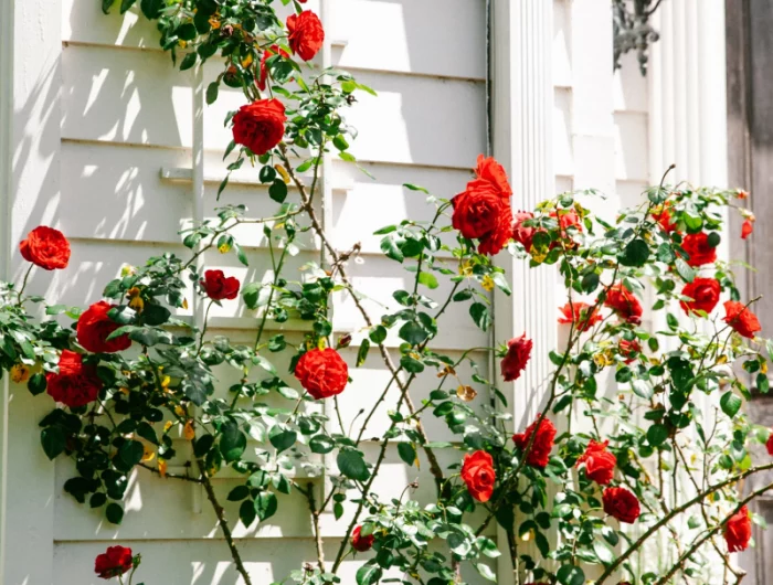 rosensorten dauerblueher rote rosen kletterrosen weisser zaun