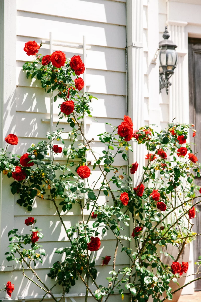rosensorten dauerblueher rote rosen kletterrosen weisser zaun