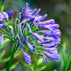 schmucklilie blaueht nicht agapanthus pflege profi tipps