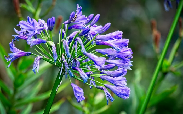 schmucklilie blaueht nicht agapanthus pflege profi tipps