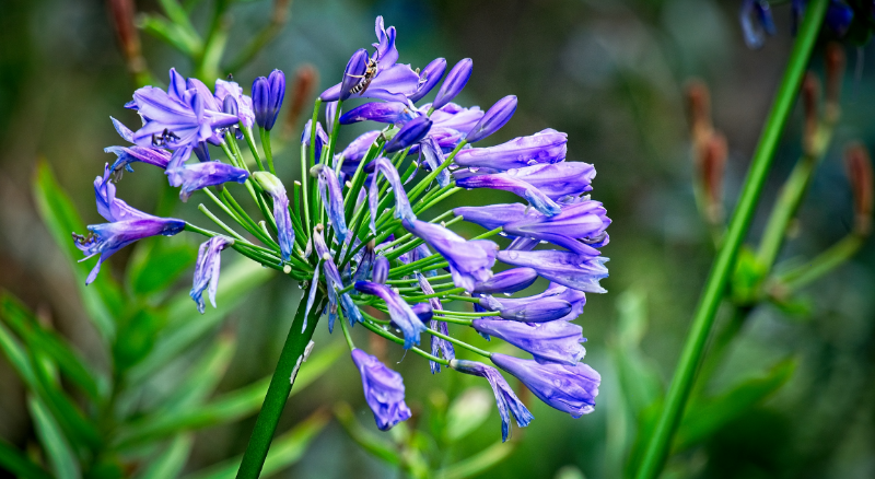 schmucklilie blaueht nicht agapanthus pflege profi tipps