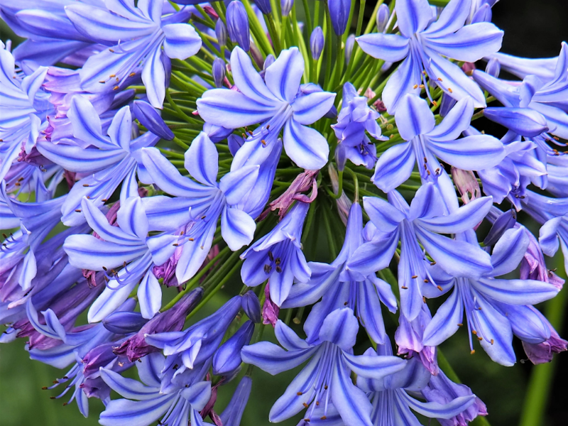 schmucklilie blaueht nicht lila buehten blume