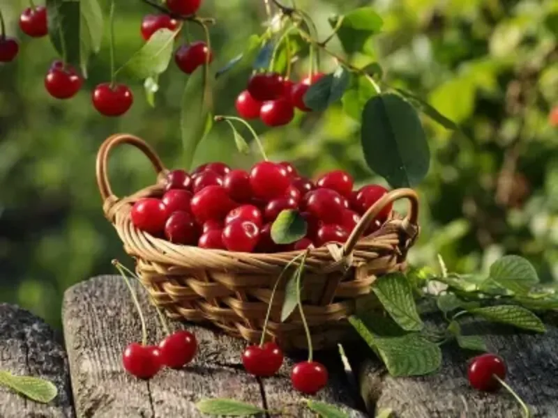 sind kirschen gesund fuer den koerper