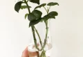 Hortensien vermehren im Sommer: Die besten Tricks, die Sie kennen sollten