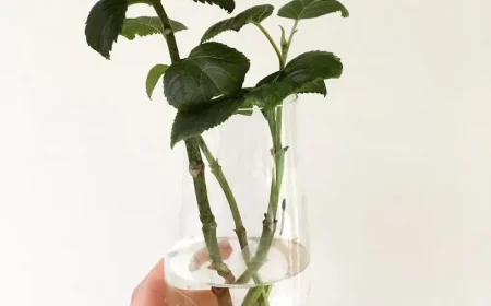 so einfach geht es hortensien zu vermehren