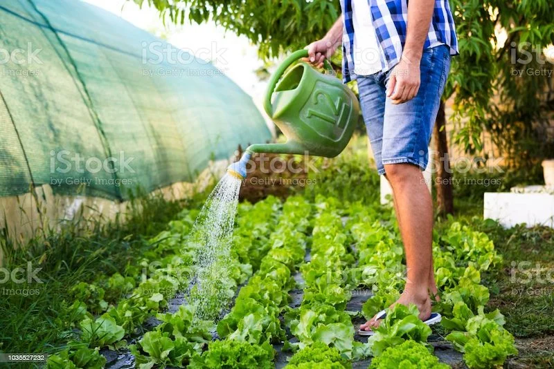 stickstoffduenger selber machen ganz natuerlich und einfach