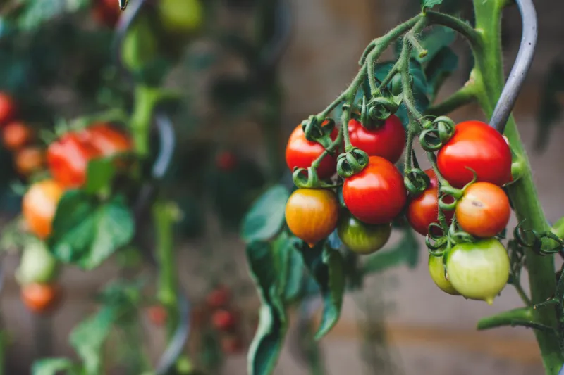 tomaten im garten pflanzen was kann man im juli pflanzen