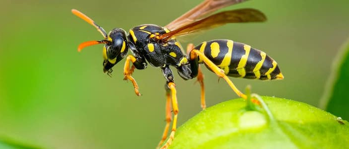 wann darf man ein wespennest entfernen lassen