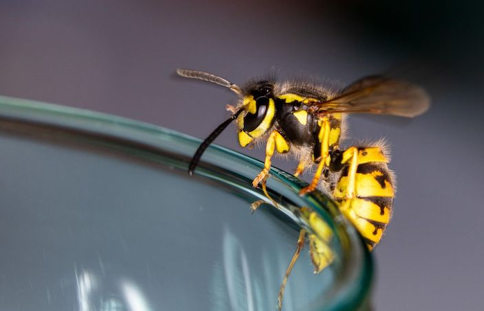 was hilft gegen wespen erfahren sie hier alles darueber
