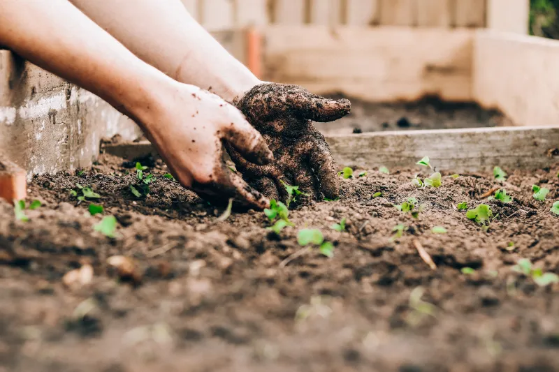 was kann man im juli pflanzen blumen und pflanzen infos tipps