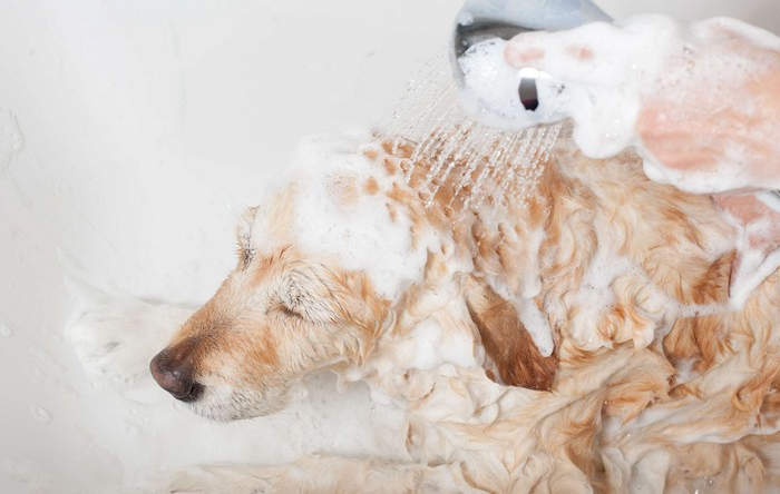 welche sympthome bei parasiten hund vor parasiten schuetzen im winter hund mit shampoo in die dusche waschen