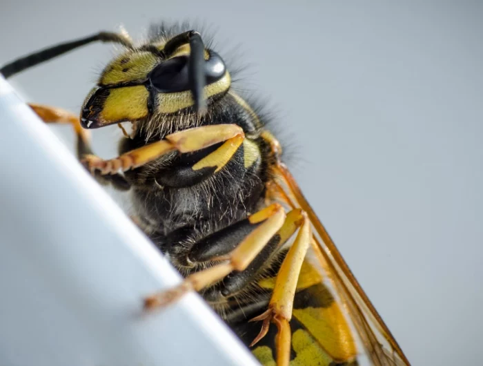 wespe deutsche wespe wespennest entdecken tipps zur beseitungung