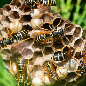 wespennest entfernen darauf muessen sie achten