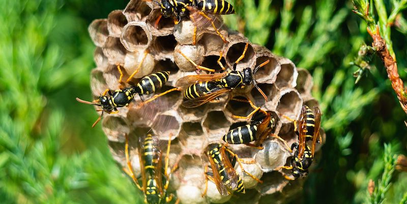 wespennest entfernen darauf muessen sie achten
