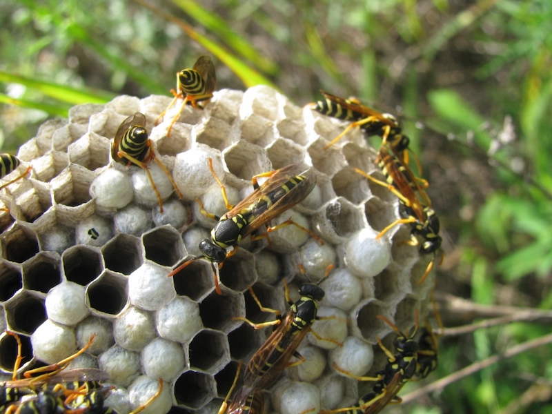 wespennest entfernen was hilft gegen die laestigen insekten