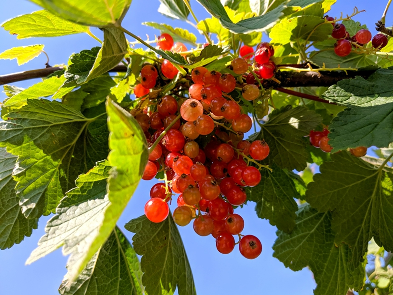 wie johannisbeeren schneiden schritt fuer schritt tipps fuer anfaenger