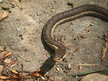 wie kann man schlangen im garten vertreiben salz gegen schlangen braune schlange im garten