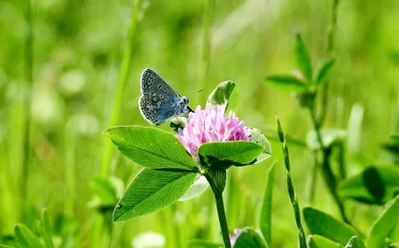 wie klee im rasen entfernen ohne chemie biologische mittel