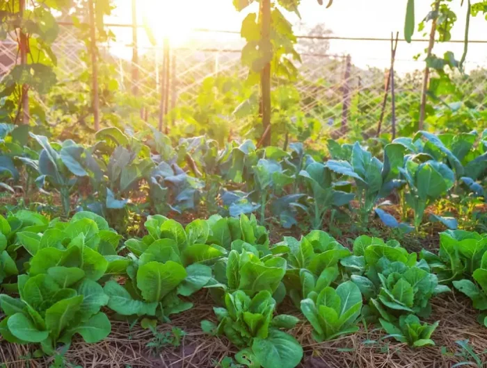 wie passen sich pflanzen an wassermangel an garten im sommer schuetzen beet mit frischem salat