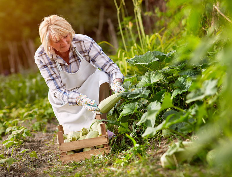 wie wachsen zucchini am besten zucchini giessen wie oft frau im garten schneidet zucchini ab