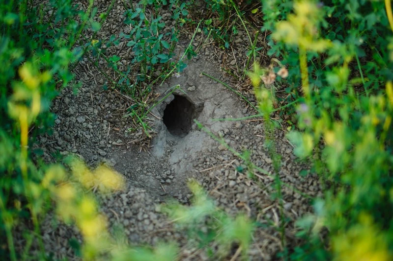 wuehlmaeuse bekaempfen biologisch loecher im rasen wuehlmaeuse