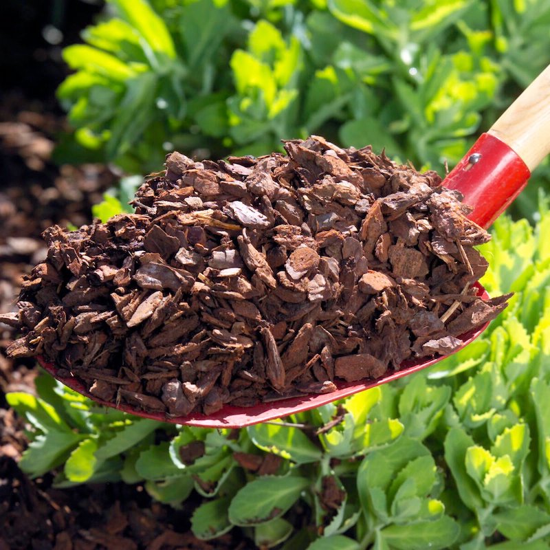 zucchini giessen duensten wie oft muss man zucchini giessen pflanze mit mulch decken gegen verduenstung