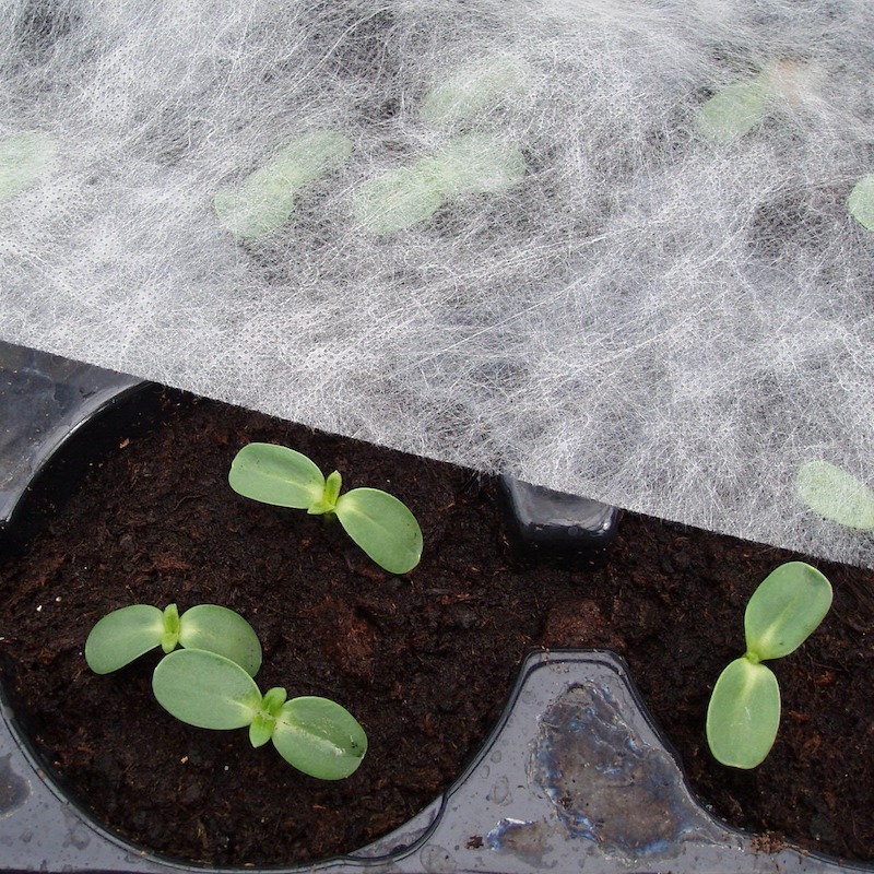 zucchini giessen im topf koennen zucchini regen vertragen kleine zucchini pflanzen im topf unter gartenvlies