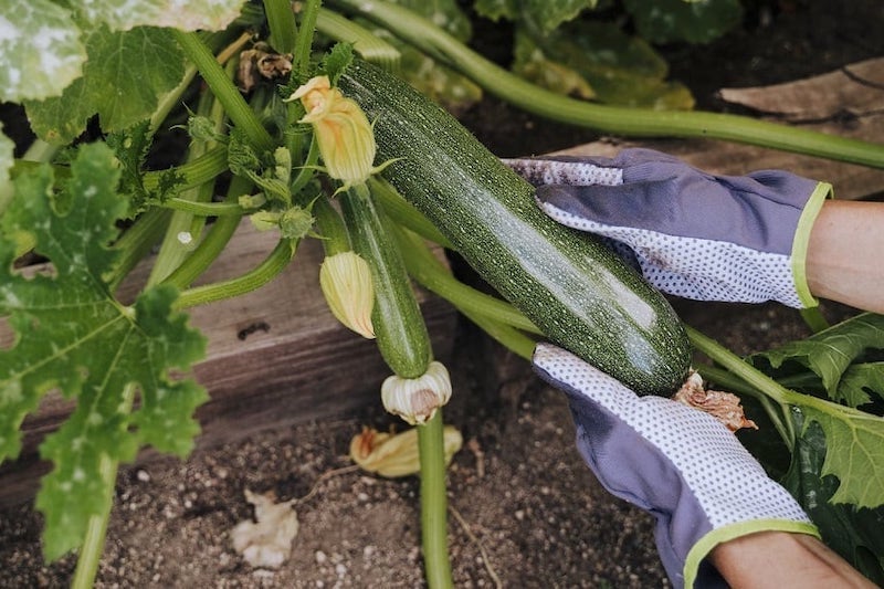 zucchini im kuebel wie oft giessen wie zucchini giessen am besten dunkelgruene zucchini sammeln