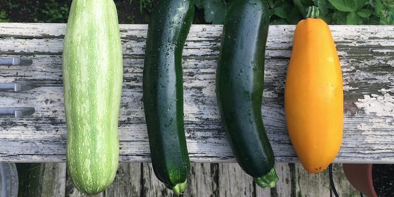 zucchini pflanzen giessen wann zuchhini giessen vier zucchini unterschiedliche sorten