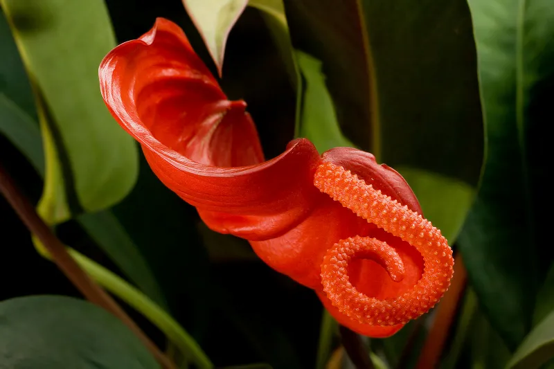 anthurium scherzerianum giftige pflanze