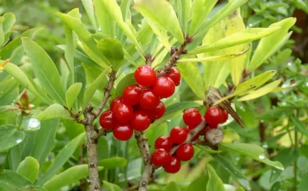 echte seidelbast hochgiftige pflanzen mit beeren gefaehrlich fuer kinder