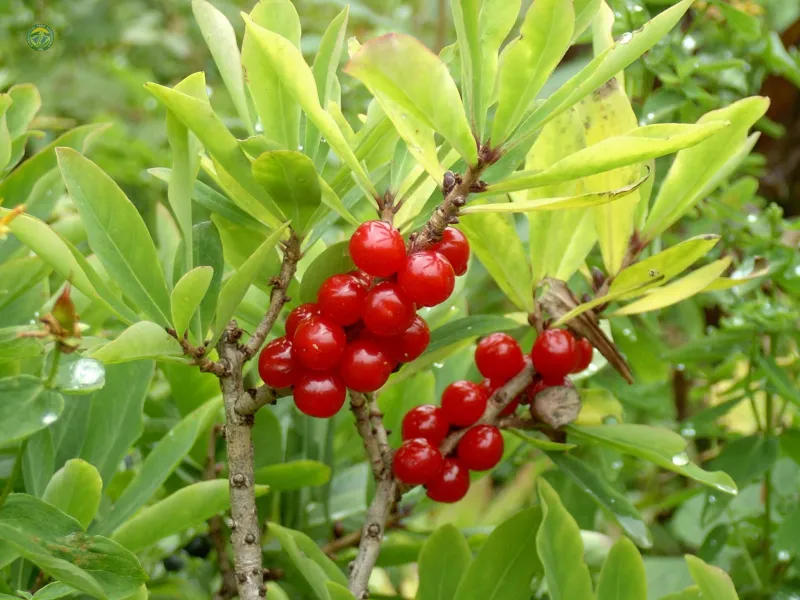 echte seidelbast hochgiftige pflanzen mit beeren gefaehrlich fuer kinder