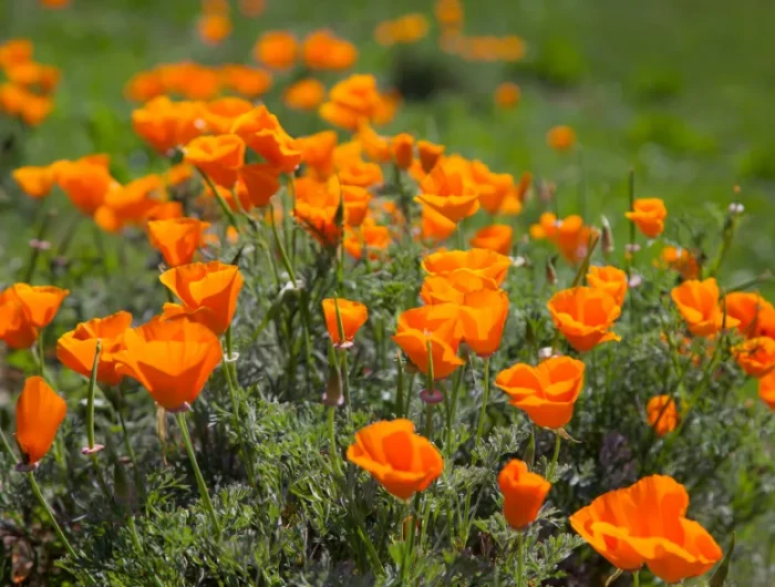 kalifornischer mohn sonnenresitente pflanzen rekordhitzen ohne bewaesserung
