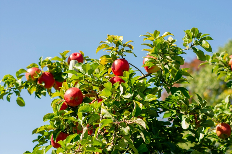 apfelbaum im sommer schneiden rote äpfel am baum