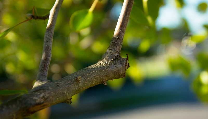 apfelbaum schneiden zeitpunkt zweig apfelzweig sommerschnitt