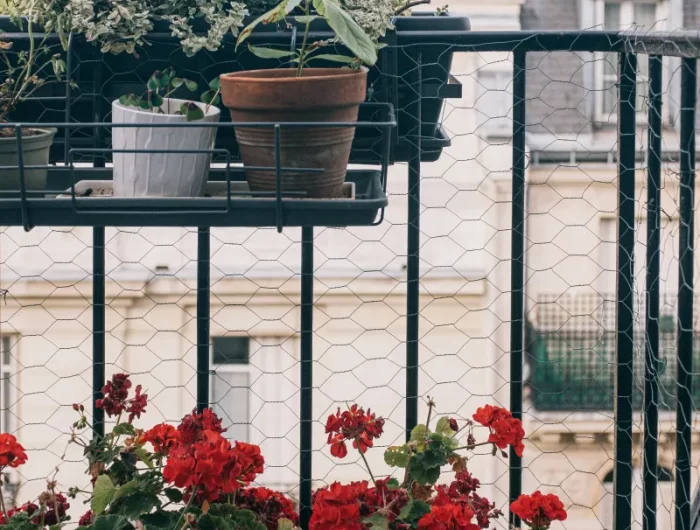 balkonpflanzen pflegen rote geranie terrasse blumen
