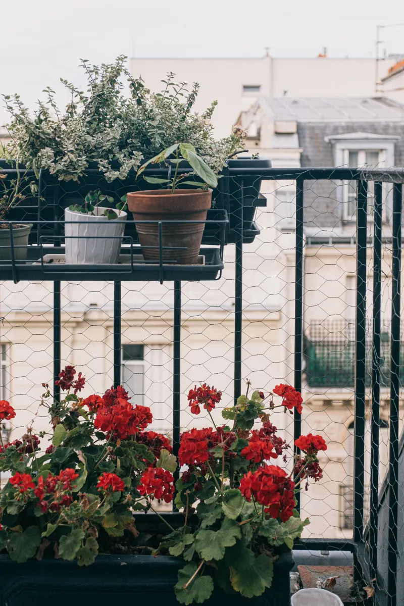 balkonpflanzen pflegen rote geranie terrasse welche pflanzen gegen wespen