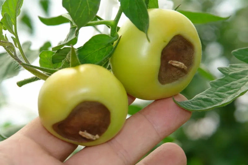 blütenendfäule bei tomaten dunkle flecken an unreifen tomaten