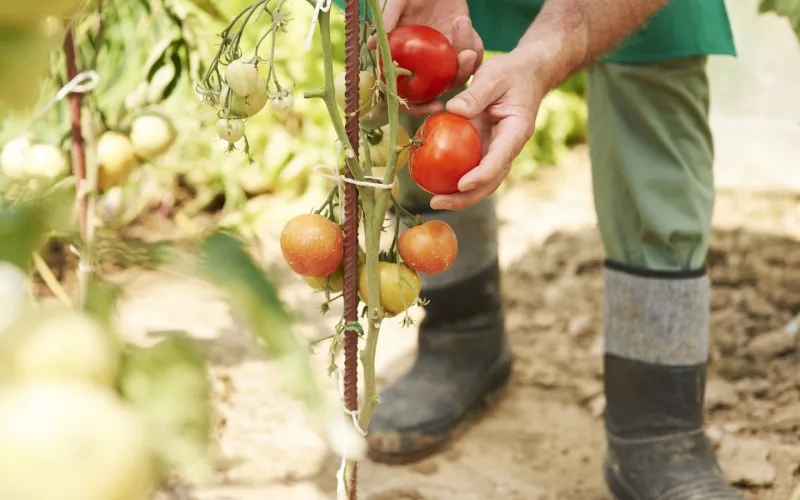 blütenendfäule bei tomaten giftig mann erntet reife tomaten