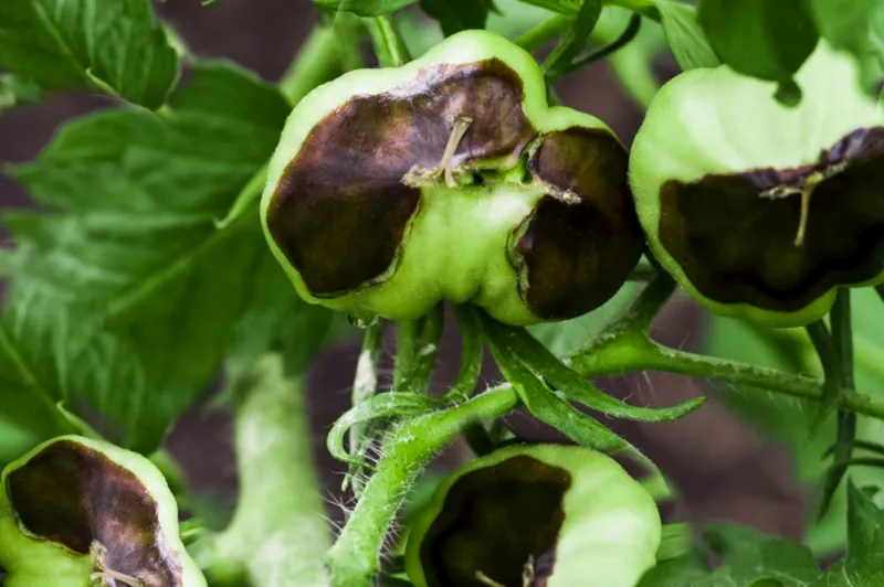 bluetenendfaeule bei tomaten was tun kranke tomatenfruechte an der pflanze