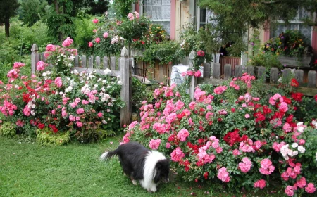 bodendeckerrosen schneiden herbst oder fruehjahr