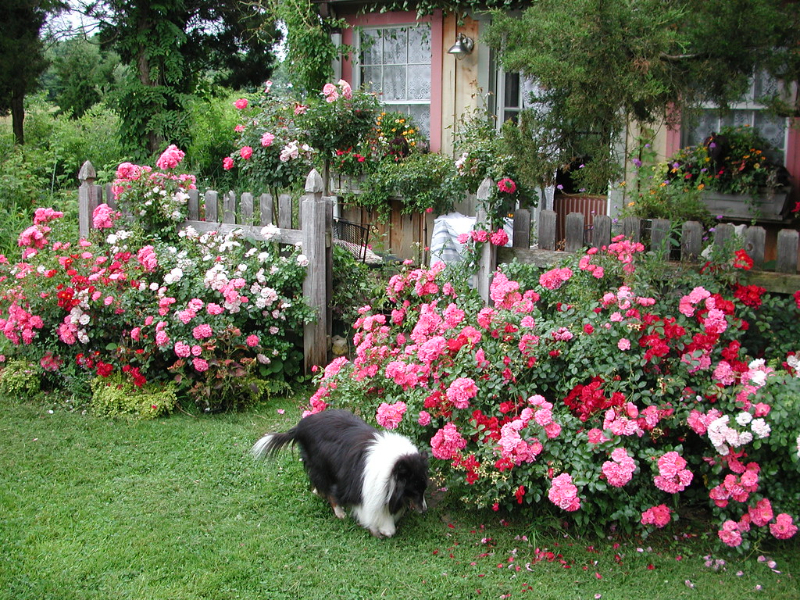 bodendeckerrosen schneiden herbst oder fruehjahr